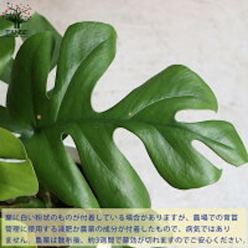 ヒメモンステラ 4