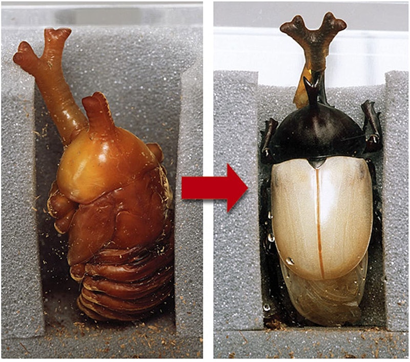 人工蛹室 サナギのへや 3