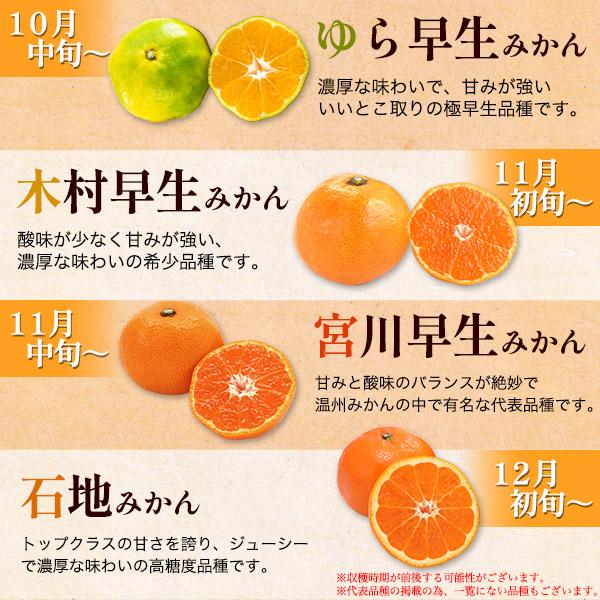和歌山県産みかん 3