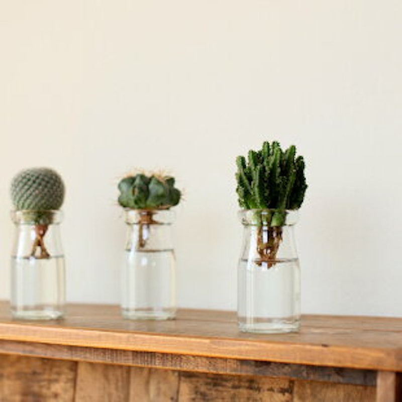 22年 サボテンのおすすめ人気ランキング19選 Mybest 22年 サボテンのおすすめ人気ランキング19選 Mybest