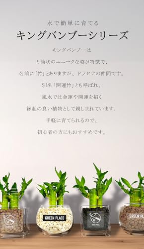 キングバンブー 2