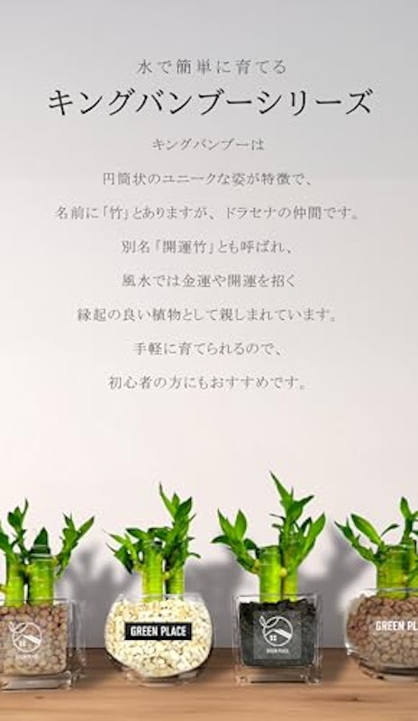 キングバンブー 2