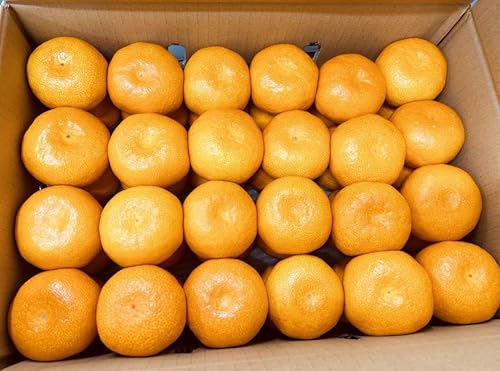 蒲郡温室みかんMサイズ 5kg 1