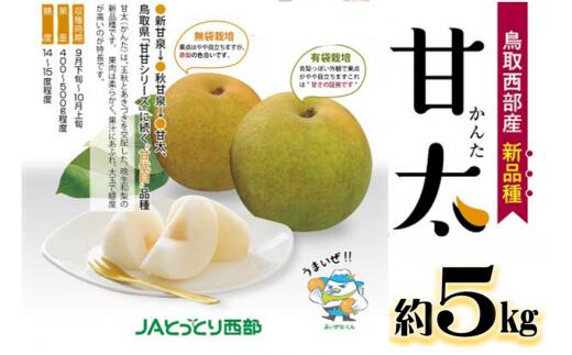 鳥取県産梨 甘太梨 3
