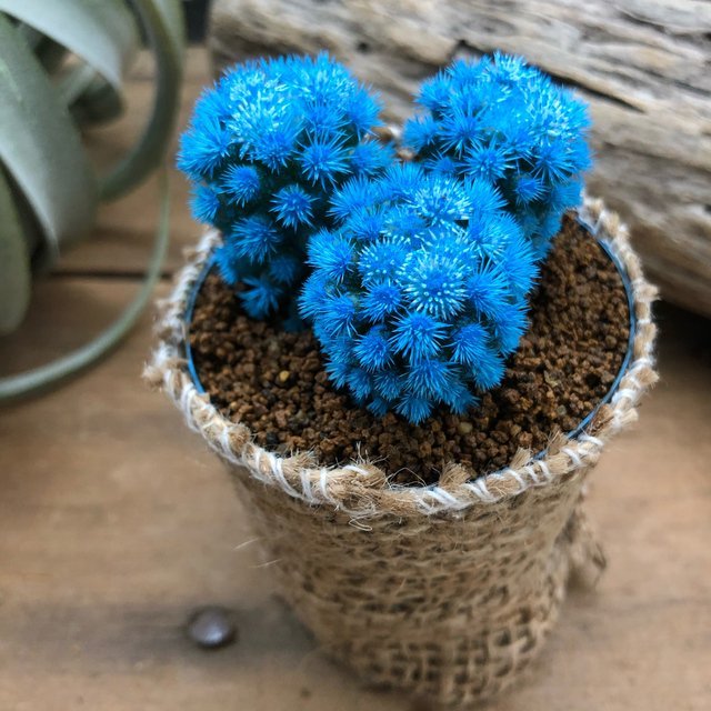 21年 サボテンのおすすめ人気ランキング11選 Mybest