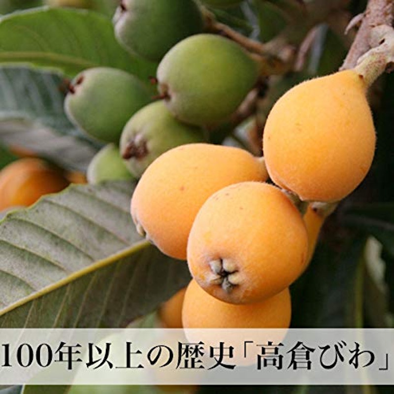 早苗果樹園 高倉びわ 4