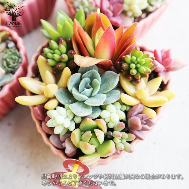 多肉植物 寄せ植え ハート鉢 6