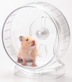 ハムスター用回し車のおすすめ人気ランキング【2026年6月】 4
