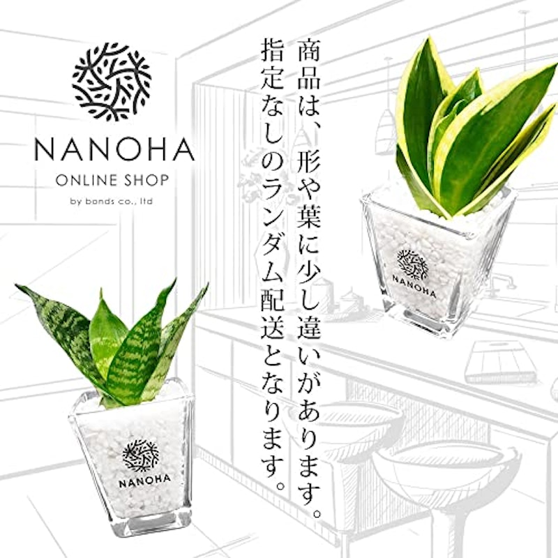 サンスベリア サンセベリア 2