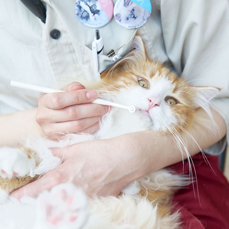 徹底比較 猫用歯ブラシのおすすめ人気ランキング10選 Mybest