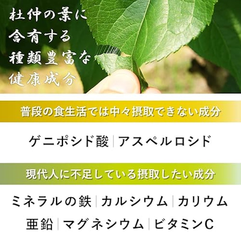 杜仲茶 6