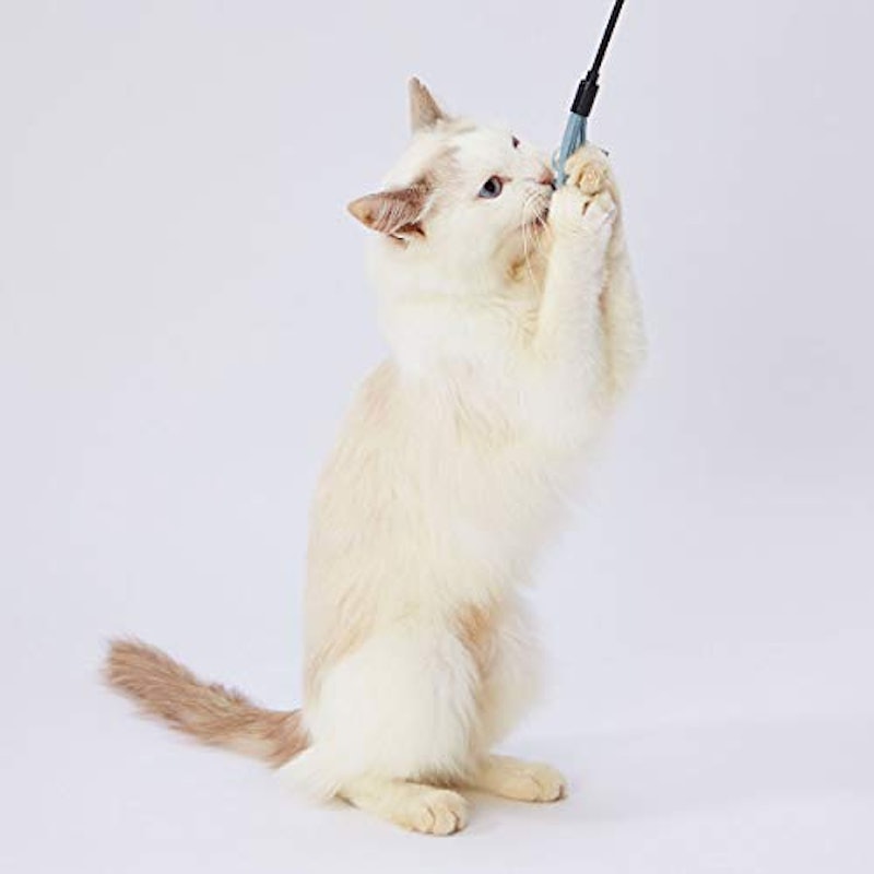 レザー猫じゃらし 2