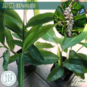 虫除け用ハーブの鉢のおすすめ人気ランキング9選 Mybest