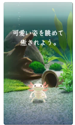 癒しのウーパールーパー育成ゲーム 3