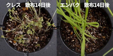 発芽しにくさの検証では、新しい芽が育ってきていた