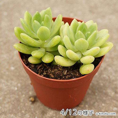 多肉植物のおすすめ人気ランキング【2025年11月】 | マイベスト