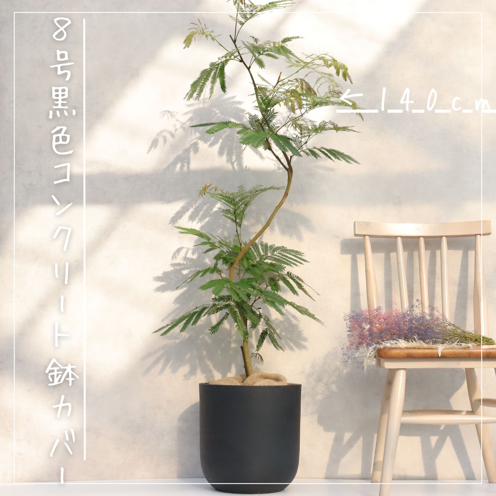 曲がり仕立てエバーフレッシュ  5