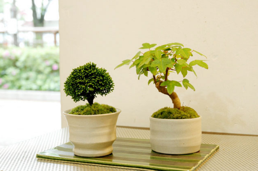 21年 東京都内の盆栽教室のおすすめ人気ランキング5選 Mybest
