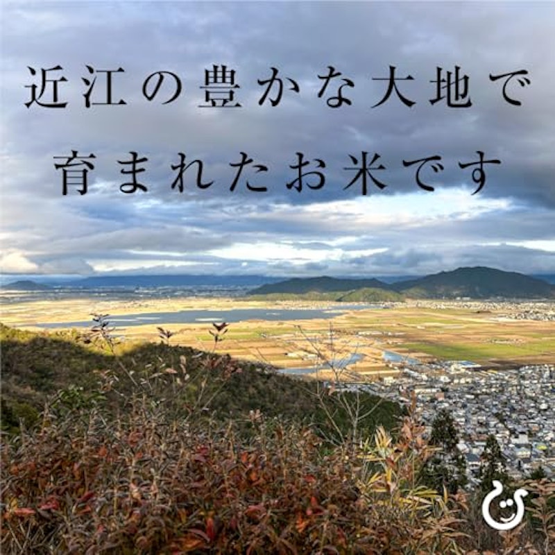ミルキークイーン 無洗米 2