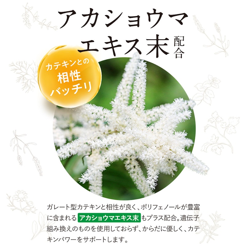 カテキン減脂粒 4
