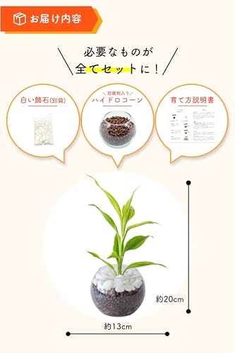 観葉植物 5