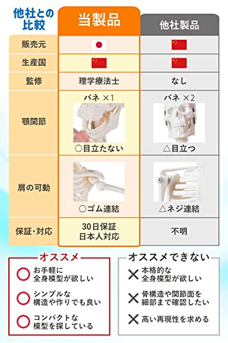 全身骨格模型 6