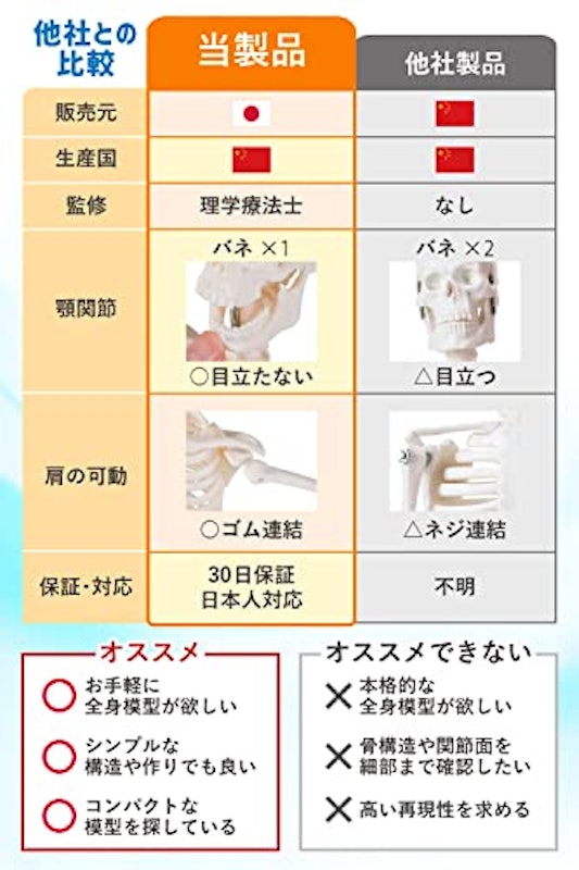 全身骨格模型 6