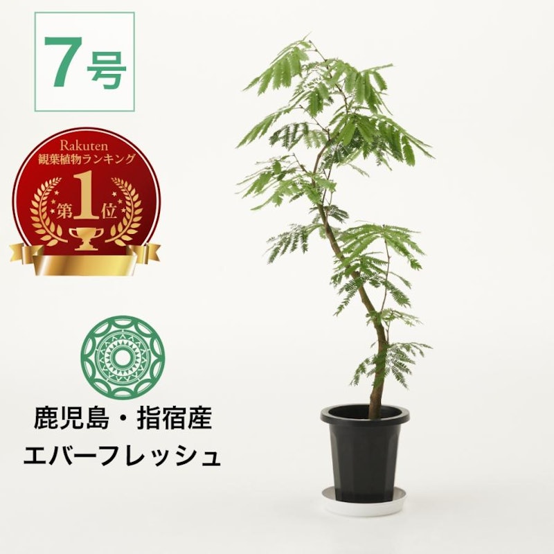 エバーフレッシュ 1