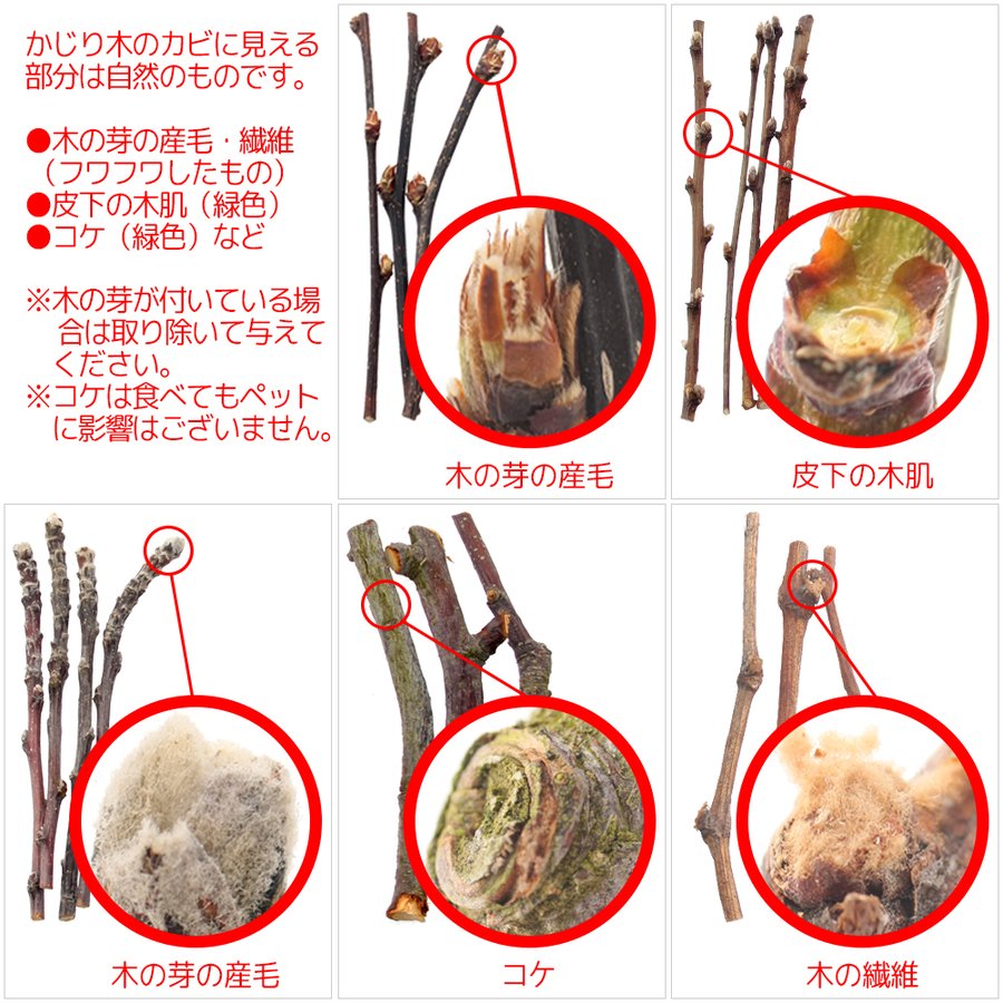 びわの木 3