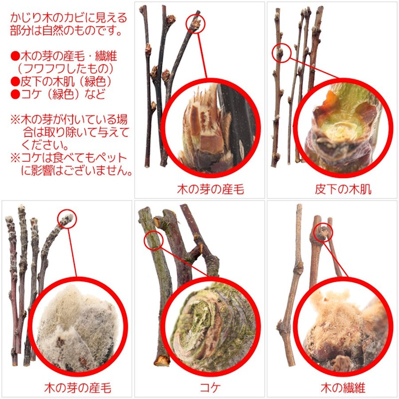 びわの木 3