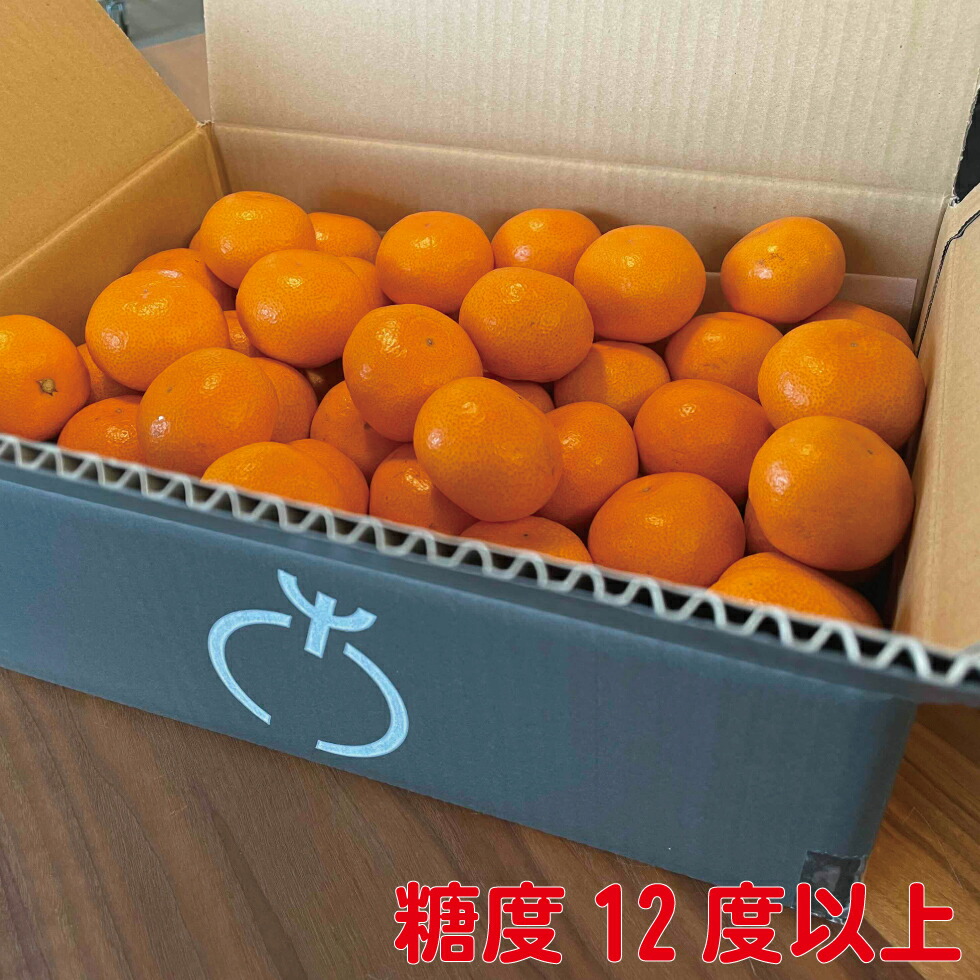 厳選みかん 3