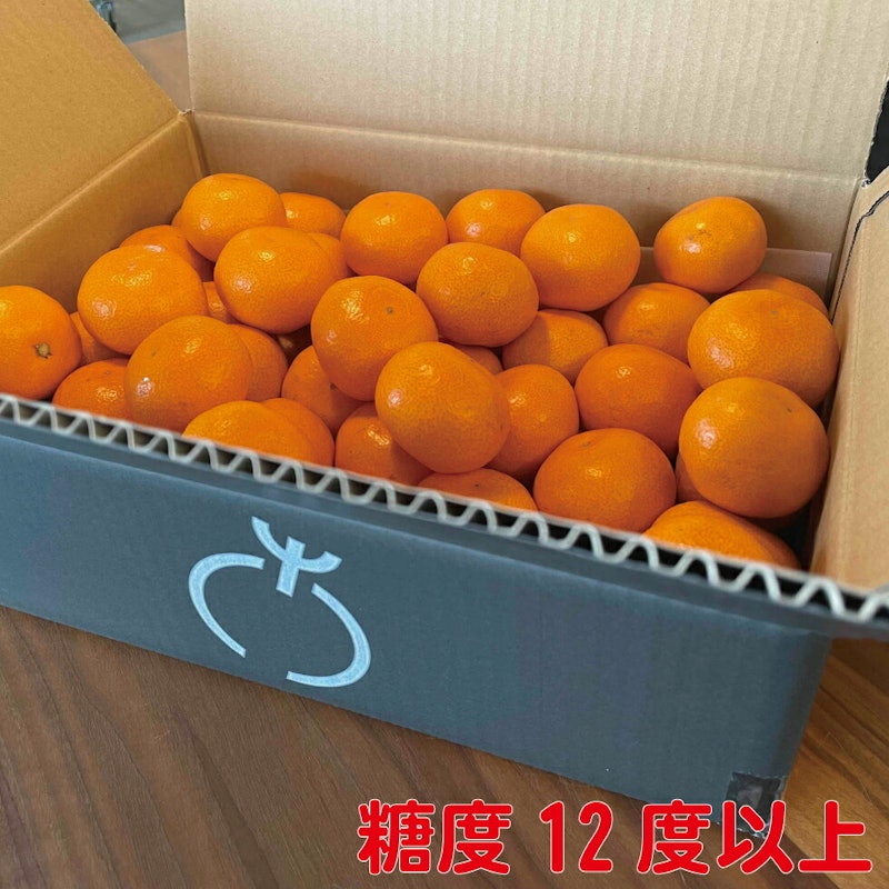 厳選みかん 3
