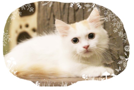 東京都内の猫カフェおすすめ人気ランキング12選 里親探しのカフェも Mybest