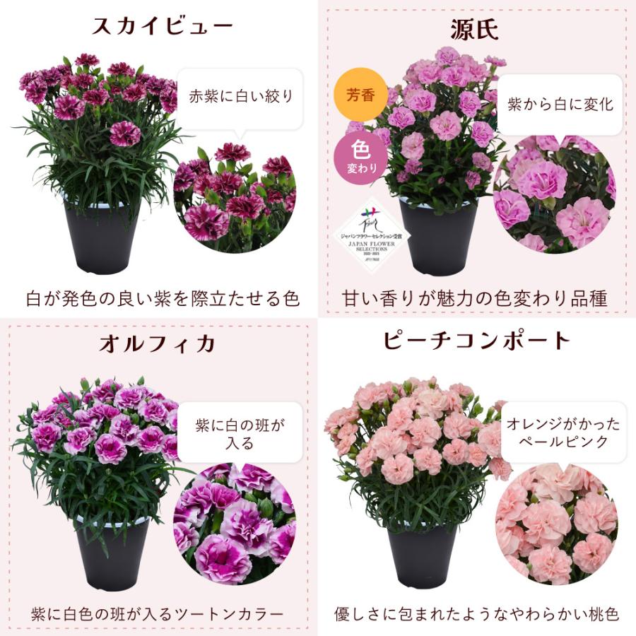 カーネーションの鉢花 4