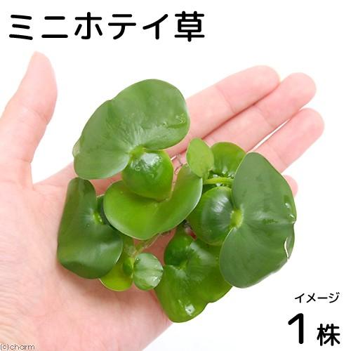 ミニホテイ草 1