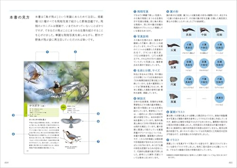 華麗なる野鳥飛翔図鑑 5