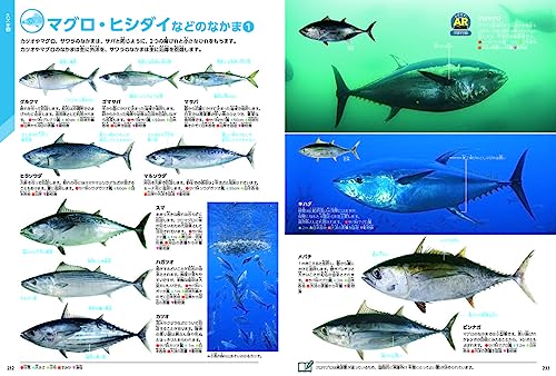魚 新版 4