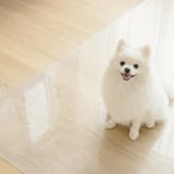 おしゃれな犬用ベッドのおすすめ人気ランキング【2026年10月】 3