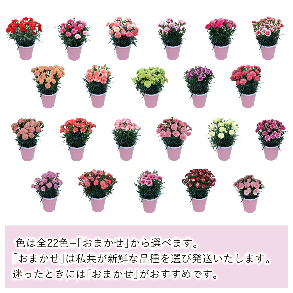 カーネーション  2