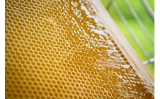 純生はちみつ あかしあ 3