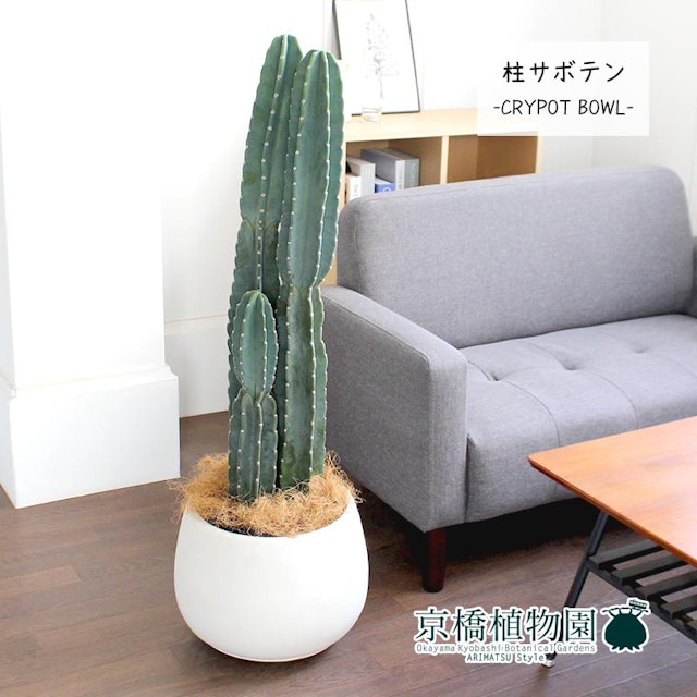 21年 サボテンのおすすめ人気ランキング11選 Mybest 21年 サボテンのおすすめ人気ランキング11選 Mybest