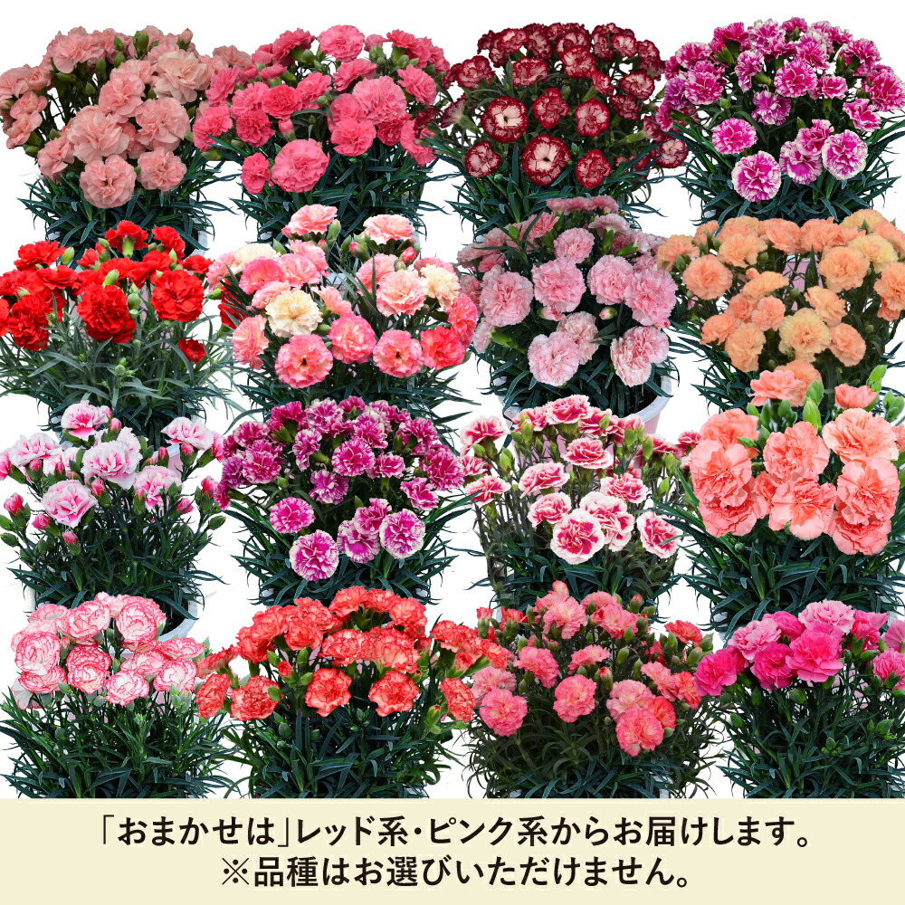 カーネーション  3