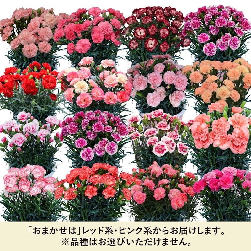 カーネーション 3