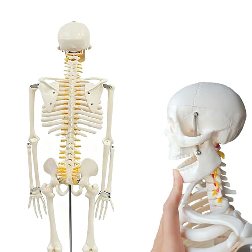 人体骨格模型 1