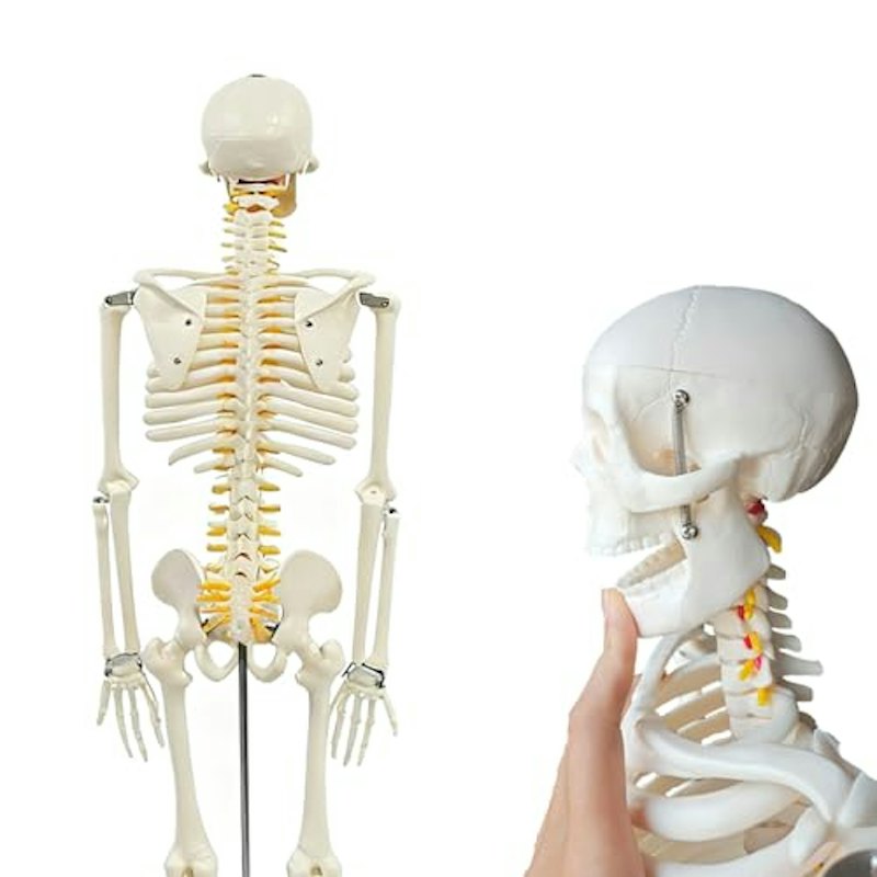 人体骨格模型 1