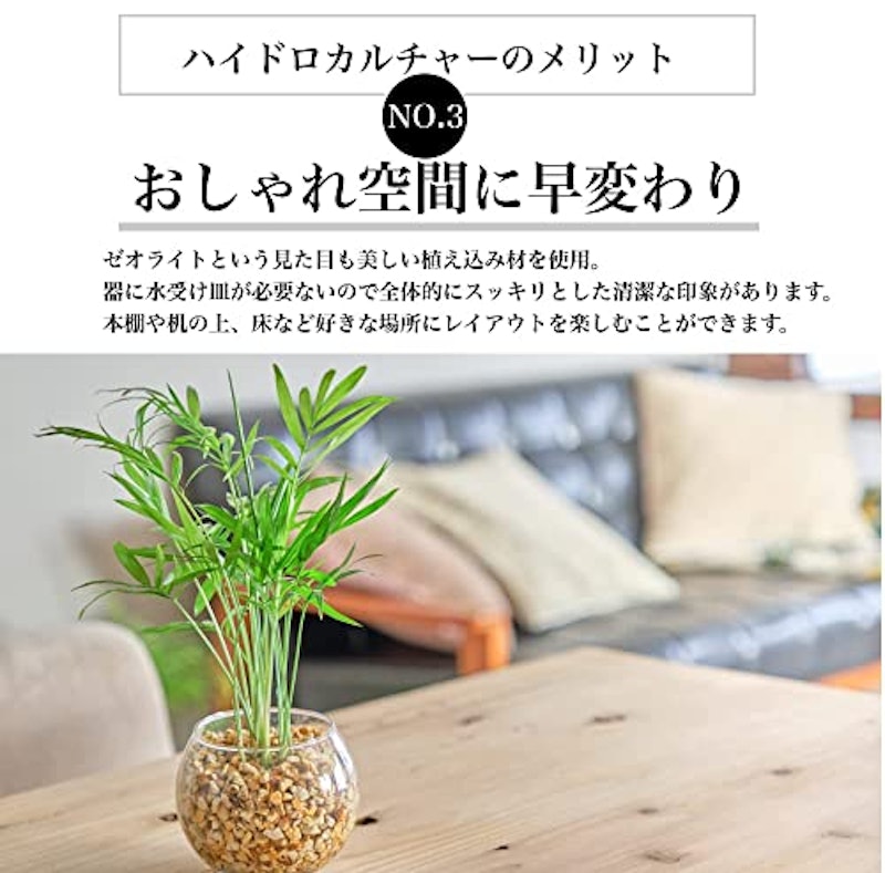 サンスベリア モンステラ テーブルヤシ 3点セット 5