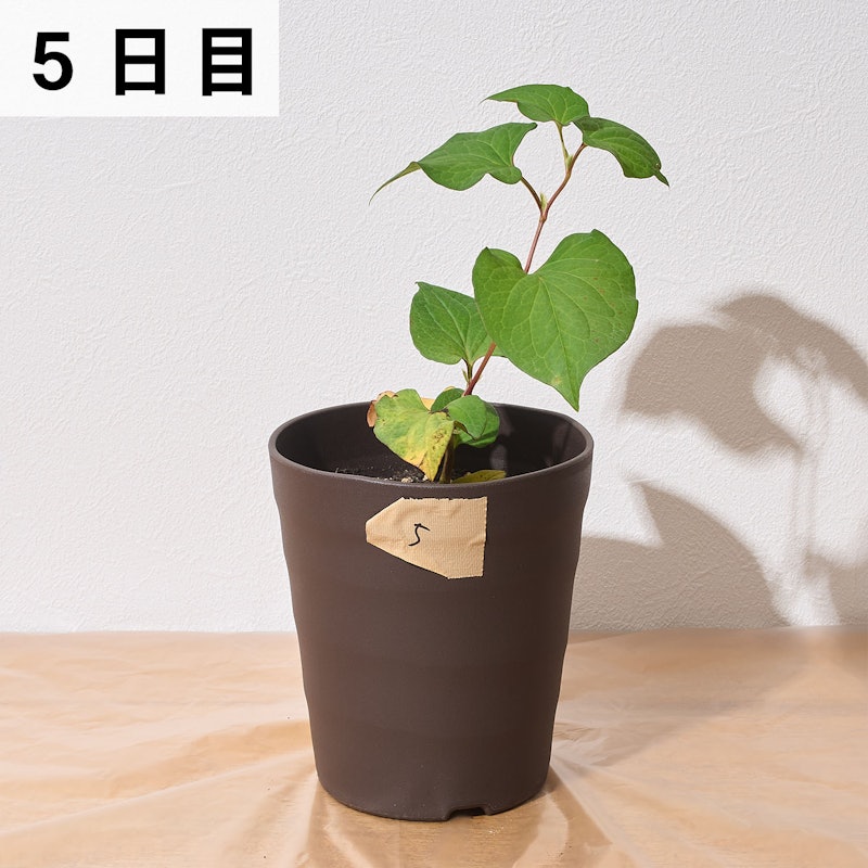 一刀両断 8