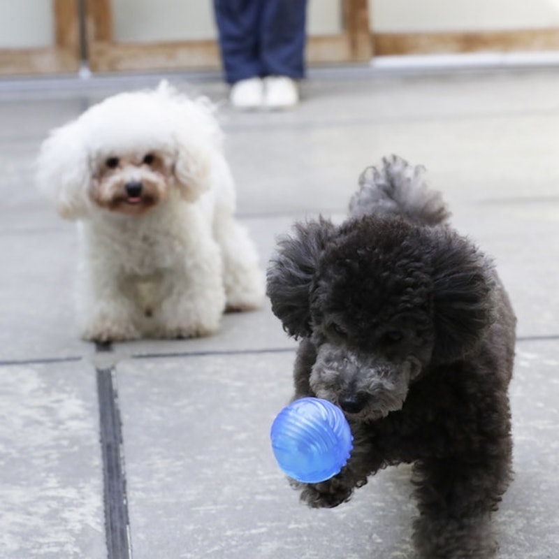 徹底比較 犬用おもちゃのおすすめ人気ランキング15選 ボール ぬいぐるみ 知育玩具も Mybest 徹底比較 犬用おもちゃのおすすめ人気ランキング15選 ボール ぬいぐるみ 知育玩具も Mybest