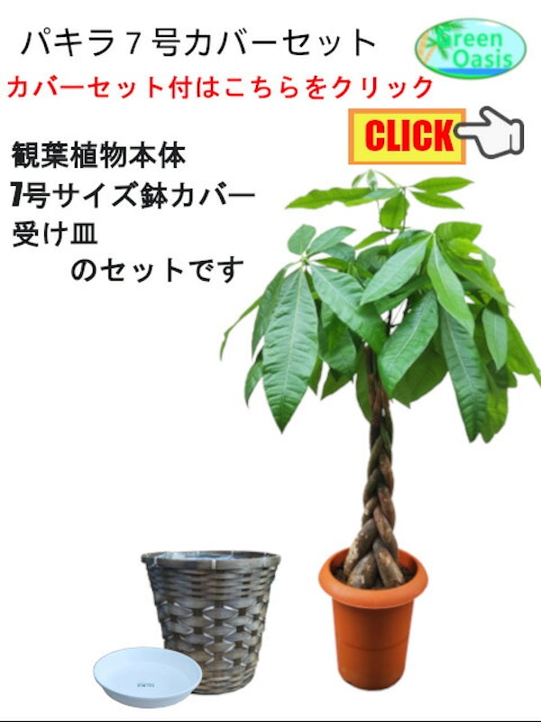 パキラ 7号 3