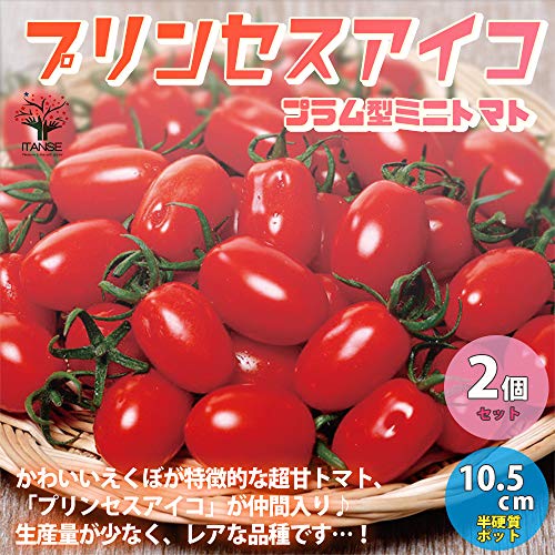 高糖度ミニトマトの苗 プリンセスアイコ 2
